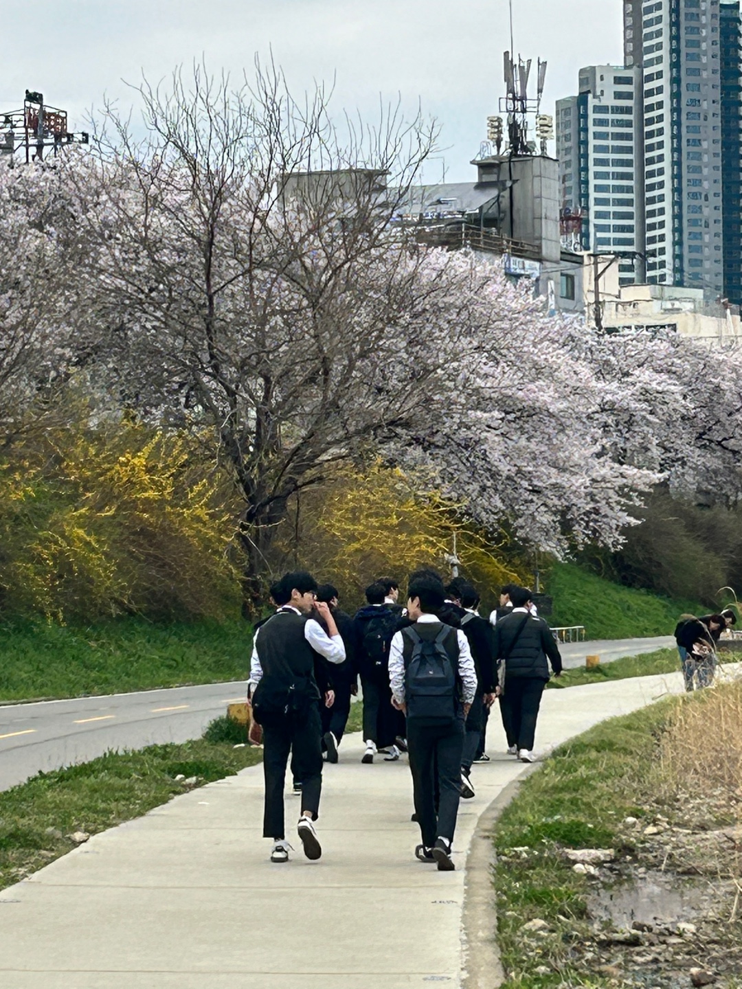 20240404 1.2.3 학년 벚꽃데이 및 사기중전 중점학교 무심천 걷기 활동 (14)